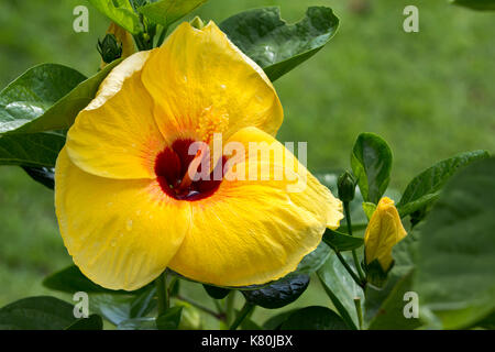 Big Yellow Hibiscus Blüten am Baum. Stockfoto