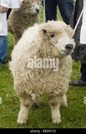 Grayfaced Dartmoors, Schafe in einer Show Stockfoto