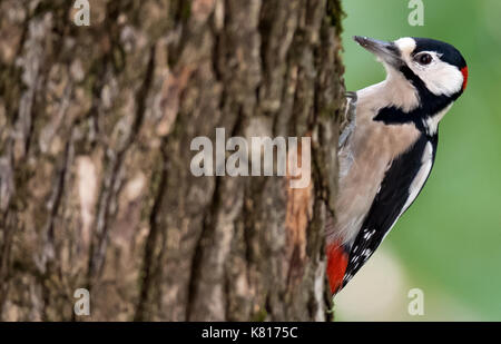 München, Deutschland. 17 Sep, 2017. Ein Specht sitzt auf einem hazel Tree in München, Deutschland, 17. September 2017. Foto: Sven Hoppe/dpa/Alamy leben Nachrichten Stockfoto