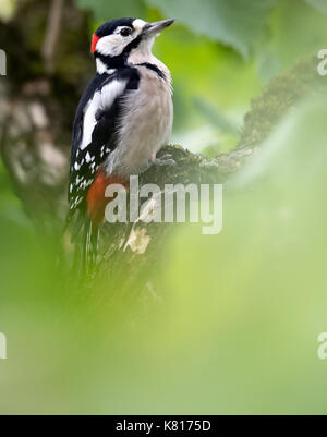 München, Deutschland. 17 Sep, 2017. Ein Specht sitzt auf einem hazel Tree in München, Deutschland, 17. September 2017. Foto: Sven Hoppe/dpa/Alamy leben Nachrichten Stockfoto