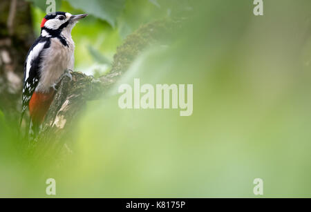 München, Deutschland. 17 Sep, 2017. Ein Specht sitzt auf einem hazel Tree in München, Deutschland, 17. September 2017. Foto: Sven Hoppe/dpa/Alamy leben Nachrichten Stockfoto