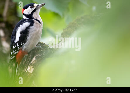 München, Deutschland. 17 Sep, 2017. Ein Specht sitzt auf einem hazel Tree in München, Deutschland, 17. September 2017. Foto: Sven Hoppe/dpa/Alamy leben Nachrichten Stockfoto