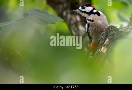 München, Deutschland. 17 Sep, 2017. Ein Specht sitzt auf einem hazel Tree in München, Deutschland, 17. September 2017. Foto: Sven Hoppe/dpa/Alamy leben Nachrichten Stockfoto