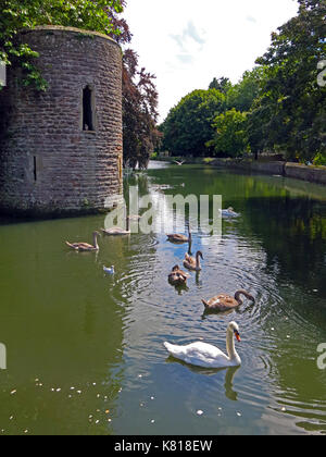 Höckerschwäne mit Cygnets im Palast Wassergraben des Bischofs in Wells, Somerset, England, Großbritannien Stockfoto