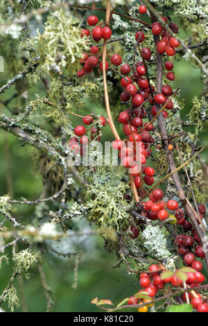 Herbst-Hedgerow-Beeren und grünes Laub in der Herbstsaison: Rote Beerensträucher und Sträucher färben sich im Herbst. Stockfoto