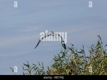 Graureiher im Donaudelta Stockfoto