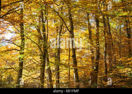 Enchanted colorful autumn forest of  back lit beech trees covered in yellow, orange and green fall foliage showing the changing seasons Stockfoto