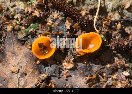 Orange Peel Pilz (Aleuria aurantia) auf dem Waldboden im Herbst Stockfoto