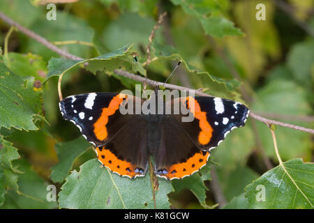 Nahaufnahme von roten Schmetterling Admiral (Vanessa atalanta) Stockfoto