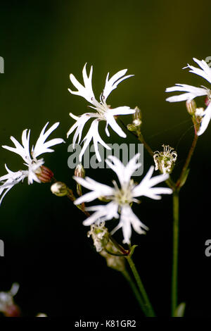 Tief Blüten der Weißen ragged Robin' weiß Robin 'Ausschneiden (Lupinus flos-cuculi 'Alba') auch als wiesenschaumkraut Stockfoto