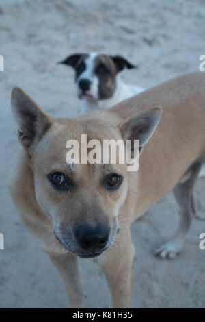 Hohe Aussicht auf schöne zwei Hunde in die Kamera schauen, entspannen Sie am Sandstrand Stockfoto