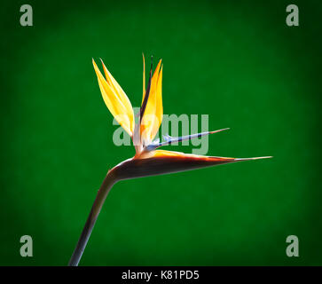 Bird of paradise Nahaufnahme zurück gegen einen dunkelgrünen Hintergrund leuchtet Stockfoto