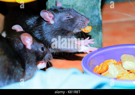 Zwei Ratten essen Lebensmittel Stockfoto