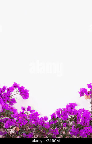 Eine lila Bougainvillea wächst auf der Fassade eines Hauses. Stockfoto