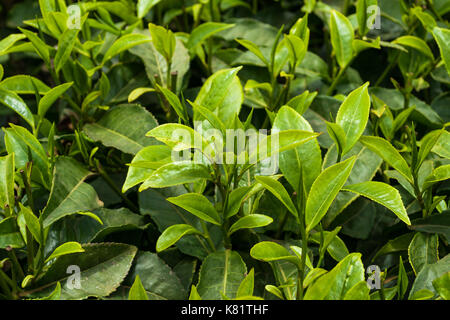 Tee pflanze Blätter (Camellia sinensis), Kenia Stockfoto