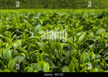 Tee pflanze Blätter (Camellia sinensis), Kenia Stockfoto