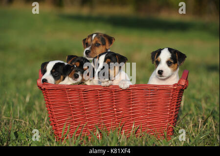 Parson Russell Terrier, Welpen, 8 Wochen alt, Tricolour Stockfoto