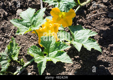 Kürbis Blume auf Rebe Stockfoto