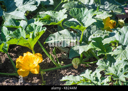 Kürbis Blume auf Rebe Stockfoto