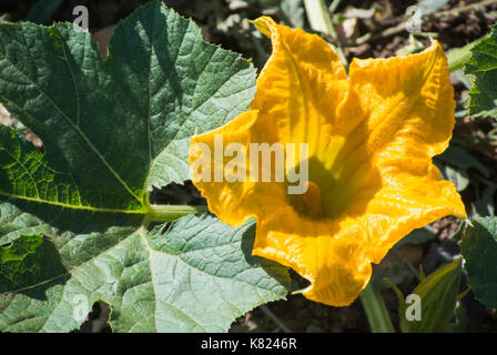 Kürbis Blume auf Rebe Stockfoto