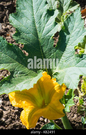 Kürbis Blume auf Rebe Stockfoto