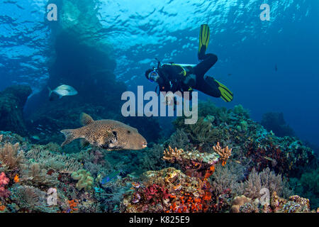 Scuba Diver als große Karte Kugelfisch (Arothron mappa) schwimmt durch Korallenriff. Raja Ampat, Indonesien. Stockfoto