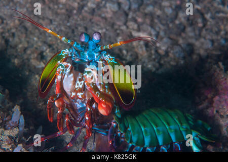 Peacock mantis Shrimp (Odontodactylus scyllarus) zeigt seine Farben. Lembeh Straits, Indonesien. Stockfoto