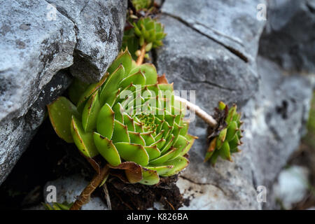 Kleine Aloe Vera Pflanze zwischen den Felsen in den Bergen gewachsen Stockfoto