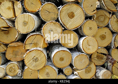 Das Ende einer Woodpile der Zersägten Birken brennholz, als Hintergrund Stockfoto