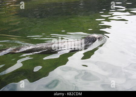 Seehunde (Phoca vitulina) Bild von Lofotakvariet, Kabelvåg, Lofoten, Norwegen Stockfoto
