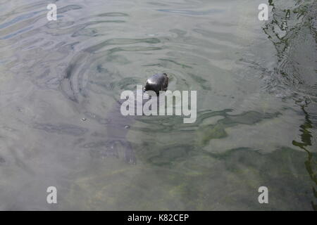Seehunde (Phoca vitulina) Bild von Lofotakvariet, Kabelvåg, Lofoten, Norwegen Stockfoto