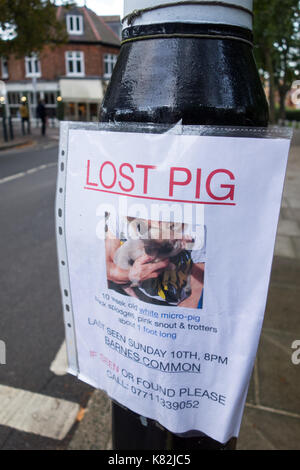 Ein verlorenes Tier Schwein (Sus scrofa domesticus) Poster in SW London, Großbritannien Stockfoto