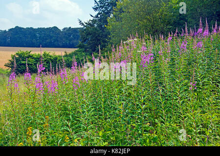 Rosebay Willowherb (Chamerion angustifolium) wächst in Farley Mount bei Winchester Hampshire Stockfoto