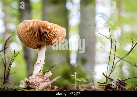 Schöne giftige Pilze und essbare Pilze im Wald. Jahreszeit der Herbst, September. Stockfoto