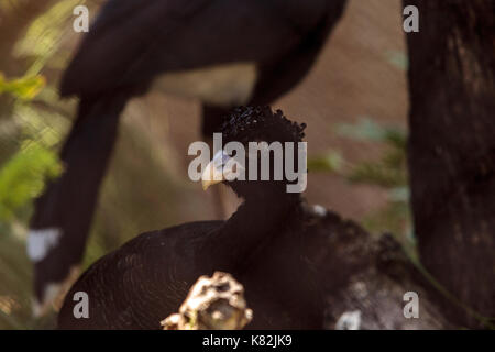 Blue-billed Curassow auch als Crax Alberti im Tiefland Dschungel von Norden Kolumbiens gefunden werden. Stockfoto