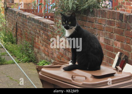 Katze saß auf einem Ausgabefach Stockfoto