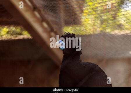 Blue-billed Curassow auch als Crax Alberti im Tiefland Dschungel von Norden Kolumbiens gefunden werden. Stockfoto