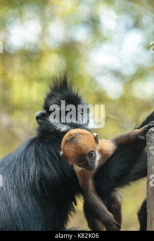 Mutter und Kind Francois Langur affe Familie auch als Trachypithecus francoisi kann in der Natur in China und nordöstlichen Vietnam gefunden werden Stockfoto