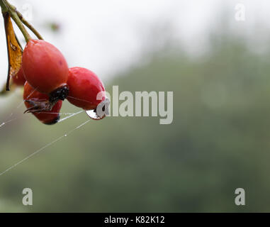 Heckenrose Stockfoto