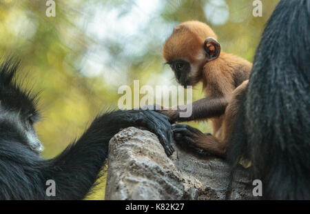 Mutter und Kind Francois Langur affe Familie auch als Trachypithecus francoisi kann in der Natur in China und nordöstlichen Vietnam gefunden werden Stockfoto