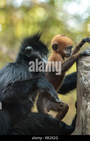 Mutter und Kind Francois Langur affe Familie auch als Trachypithecus francoisi kann in der Natur in China und nordöstlichen Vietnam gefunden werden Stockfoto