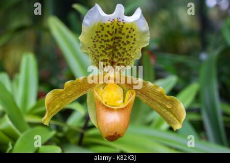 Gelbe Cymbidium Orchidee im Topf. Blumen- und Stammzellen Blume Stockfoto
