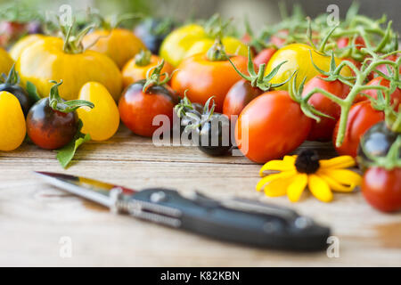 Bunte rot, gelb, orange und schwarz Tomaten Sorten auf vintage Holztisch. Schwarze Pflaume, Yellow Submarine, Shimmeig Creg, Grüne Zebra und Indigo Rose Stockfoto