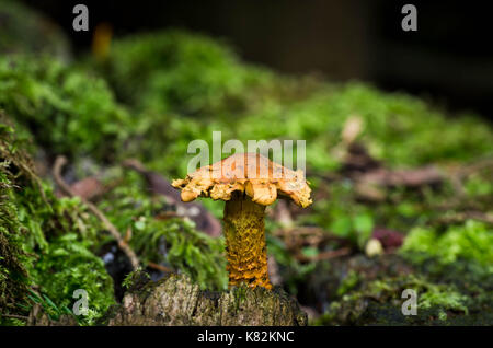 Pilze auf Baum, Wald, Pilze, Pilze auf Trunk, wilde Pilze. Stockfoto