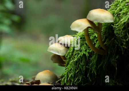 Pilze auf Baum, Wald, Pilze, Pilze auf Trunk, wilde Pilze. Stockfoto