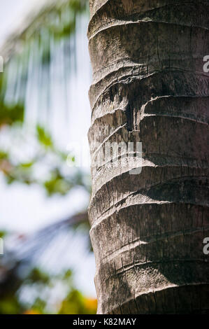 Eine Nahaufnahme der Baumstamm auf eine Kokospalme, Thailand. Stockfoto