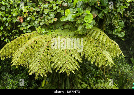 Fächerförmige Pflanze, die in der Haube, vom Monteverde Himmel gesehen zu Fuß in Monteverde Nationalpark, Costa Rica Stockfoto