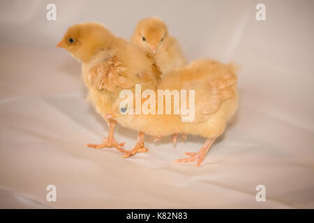 Drei Buff Orpington Küken stehend auf weißem Kunststoff an Baxtor Barn Farm in Fall City, WA Stockfoto