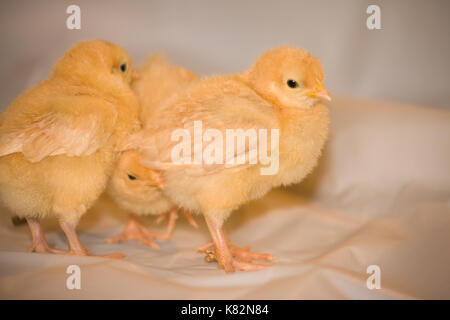 Drei Buff Orpington Küken stehend auf weißem Kunststoff an Baxtor Barn Farm in Fall City, WA Stockfoto