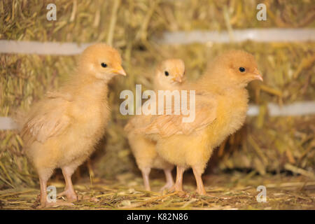 Drei Buff Orpington Küken stehend auf einem Ballen Heu an Baxtor Barn Farm in Fall City, WA Stockfoto